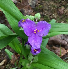 Tradescantia ernestiana