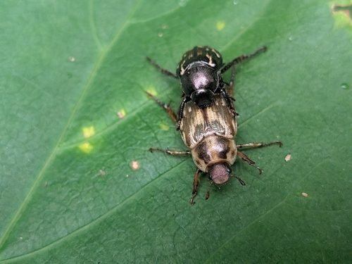 Oriental Beetle