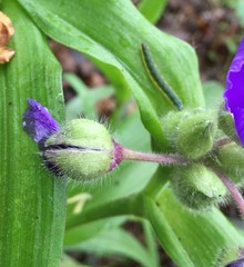 Tradescantia ernestiana