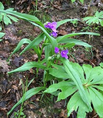 Tradescantia ernestiana