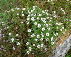 Arctocrania