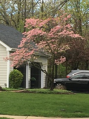 Cornus florida rubra