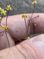 Eriogonum pusillum