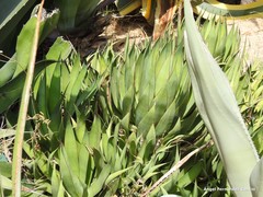 Agave ghiesbreghtii