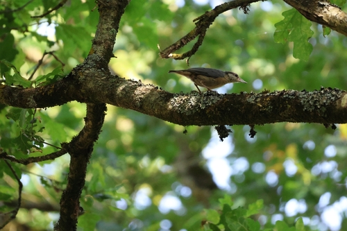 Eurasian Nuthatch