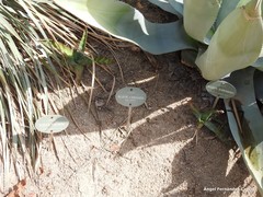 Agave cerulata