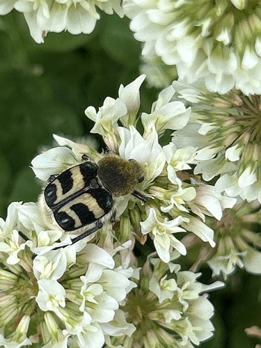 Eurasian Bee Beetle