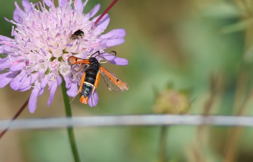 Fiery Clearwing