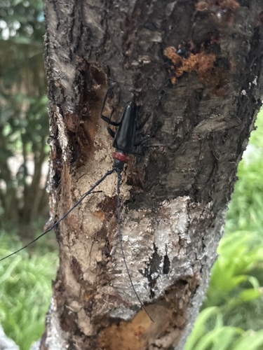 Red necked longhorn beetle