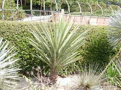 Yucca desmetiana
