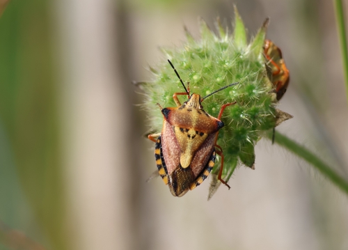 Red Shield Bug
