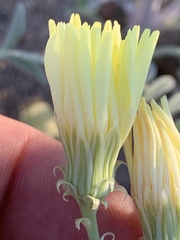 Malacothrix sonchoides