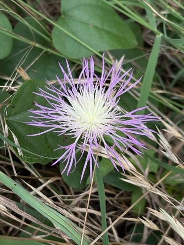 Featured image for “American basketflower”