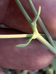 Malacothrix sonchoides