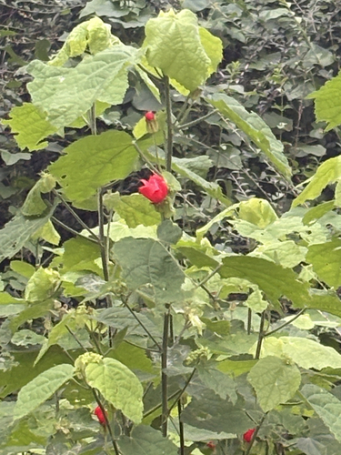 Featured image for “Turk's cap”