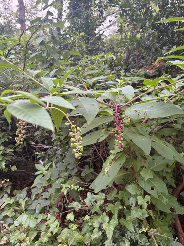 Featured image for “American pokeweed”