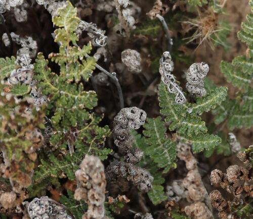 Resurrection Fern
