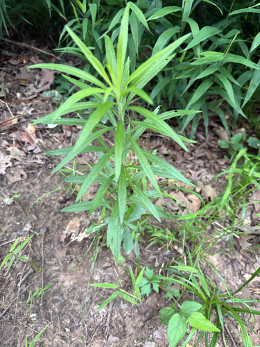 Featured image for “horseweed”