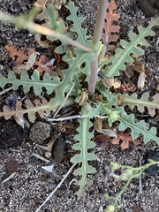 Malacothrix sonchoides