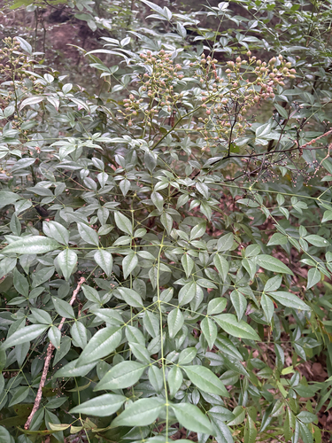 Featured image for “Heavenly bamboo”