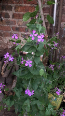 Lunaria annua