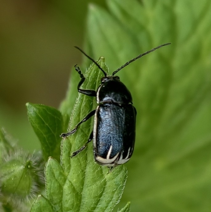 Cryptocephalus nitidulus