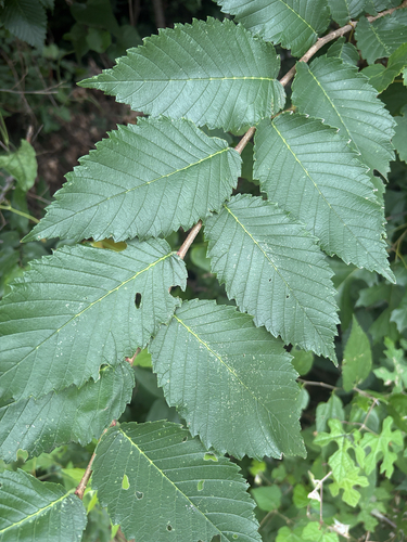 Featured image for “American elm”