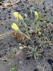 Malacothrix sonchoides