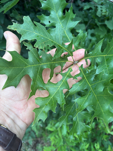 Featured image for “Shumard oak”