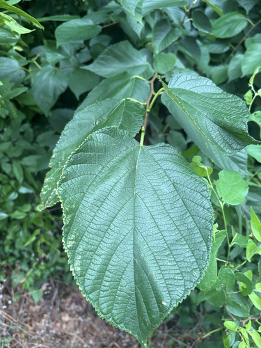 Featured image for “red mulberry”