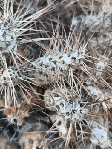 Maihueniopsis wagenknechtii