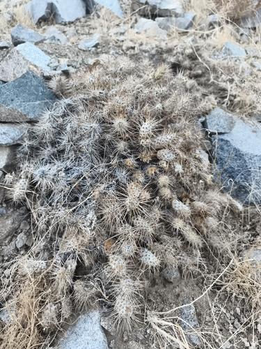 Maihueniopsis wagenknechtii