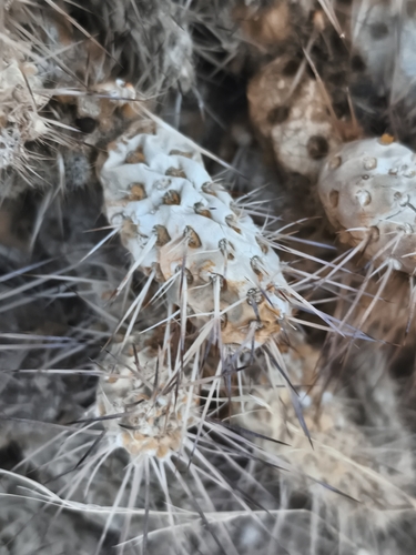 Maihueniopsis wagenknechtii