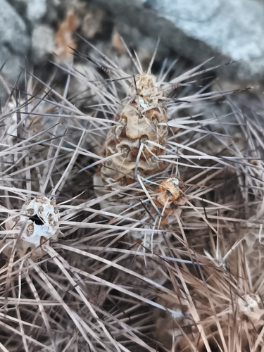 Maihueniopsis wagenknechtii