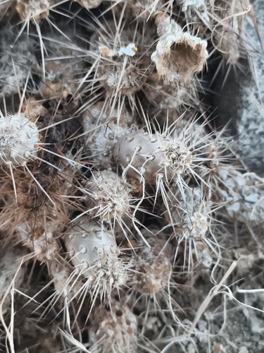 Maihueniopsis wagenknechtii