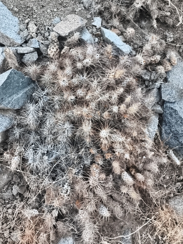 Maihueniopsis wagenknechtii
