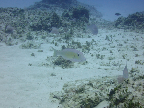Lethrinus rubrioperculatus observed 2026-06-20
