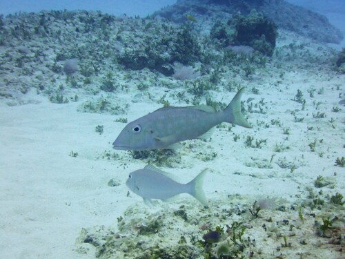 Lethrinus rubrioperculatus observed 2026-06-20