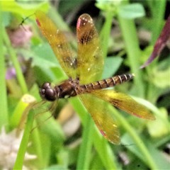 Perithemis tenera