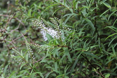 Veronica strictissima