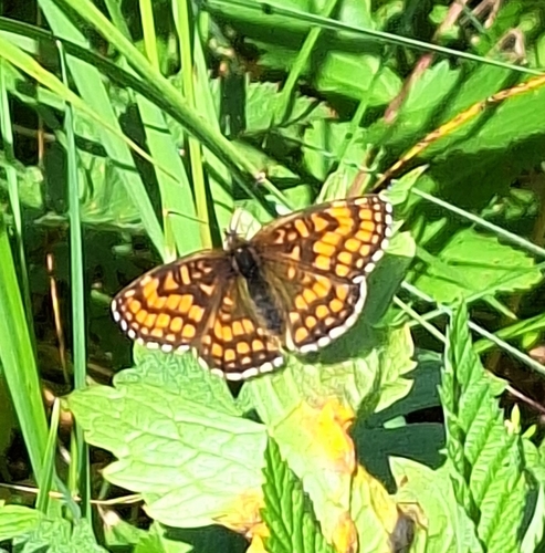 Heath Fritillary