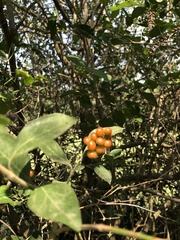 Citharexylum berlandieri