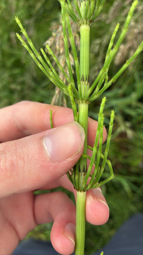 Equisetum × rothmaleri iNat (2)