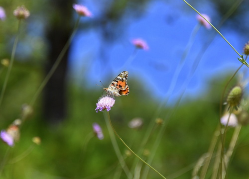 Painted Lady