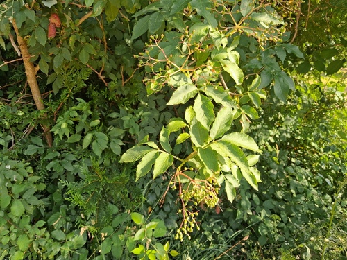 European black elderberry