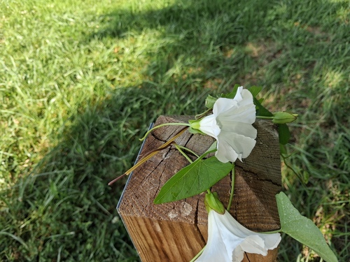 hedge bindweed