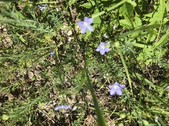 Linum pratense