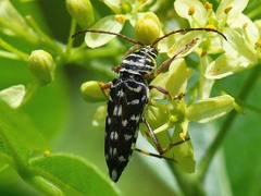 Placosternus difficilis