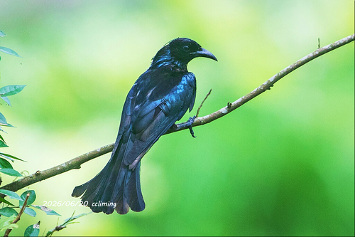 Hair-crested Drongo
