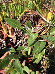 Rumex crassus